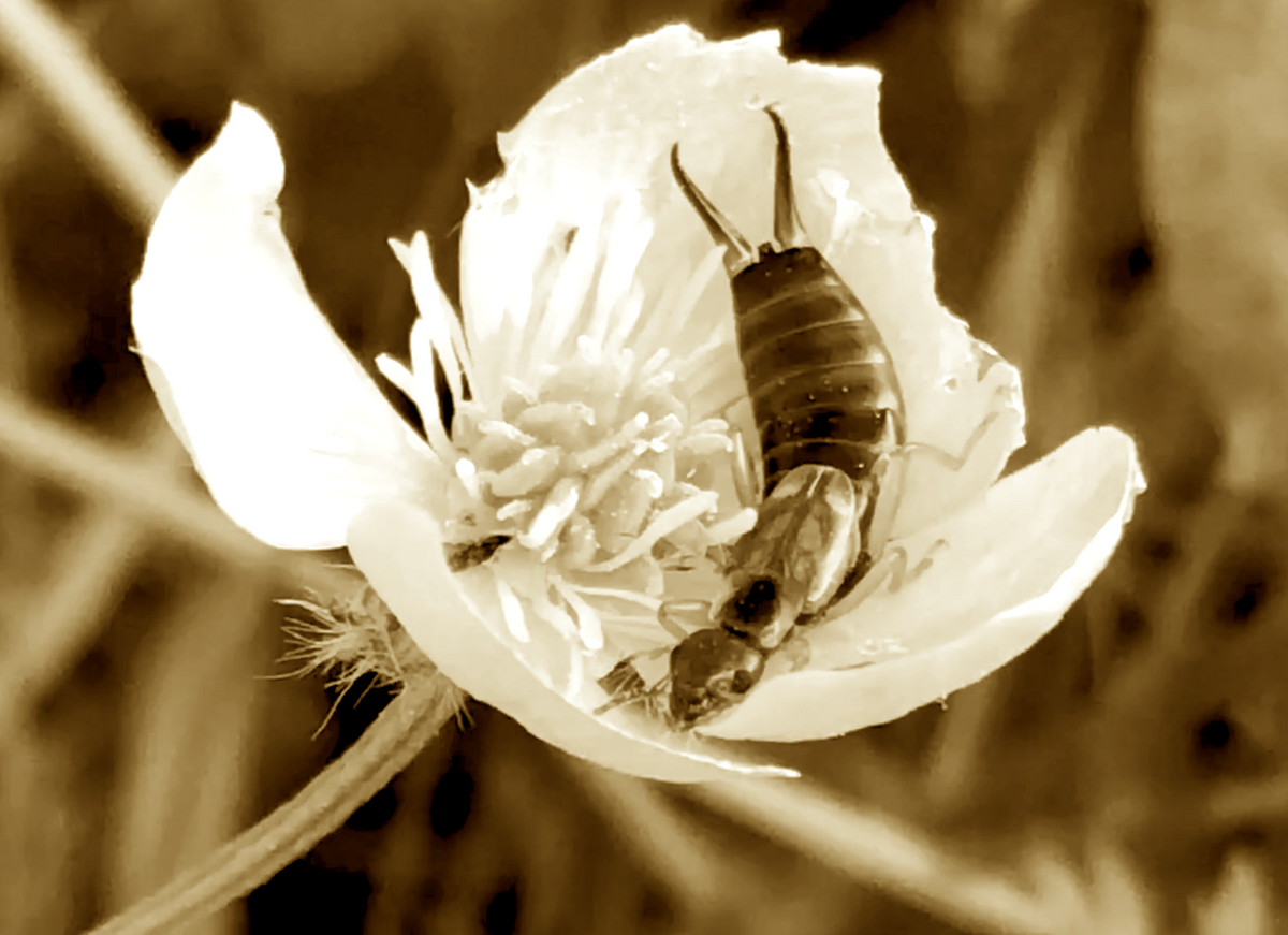 Earwig Appreciation Song – The Joy Formidable